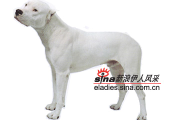 ͢ᣨDOGO ARGENTINO