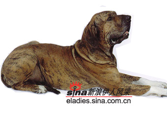 ᣨBRAZILIAN MASTIFF