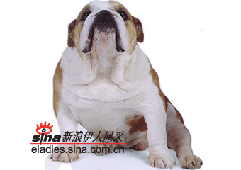 ţȮBULLDOG