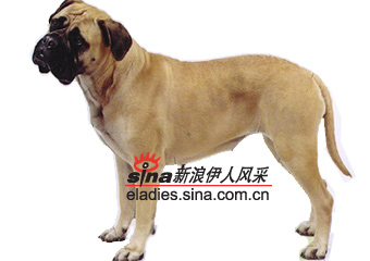 牛獒(BULLMASTIFF)