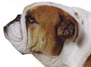 ţȮ