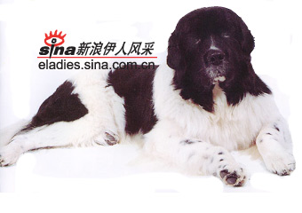 ȮLANDSEER