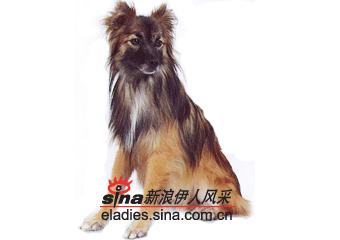 比利牛斯牧羊犬(pyrenean sheepdog)