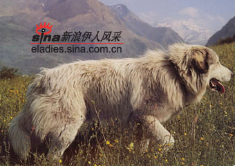 比利牛斯山犬pyreneanmountaindog