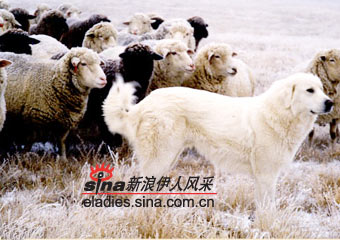 ˰ʿȮAKBASH DOG