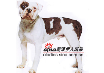 ѪţȮALAPAHA BLUE BLOOD BULLDOG