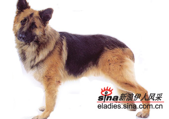 ȮKING SHEPHERD