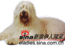 俄罗斯南部牧羊犬(south russian sheepdod)