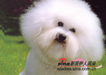 ëʨȮBICHON  FRISE