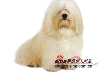 ȮHAVANESE