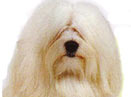 Ȯ