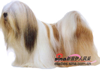 ȮLHASA APSO