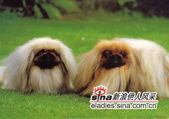 ȮPEKINGESE