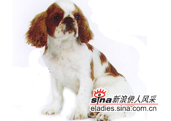 ˹KING CHARLES SPANIEL