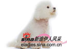 卷毛狮子犬 bichon frise(组图)