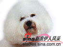 卷毛狮子犬 bichon frise(组图)