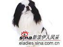 日本池英犬(japanese chin)