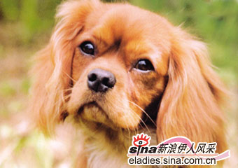 ˹ʿCAVALIER KING CHARLES SPANIEL