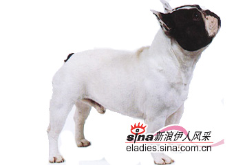 ţȮFRENCH  BULLDOG