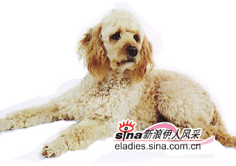 ȮLABRADOODLE
