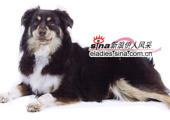 ȮNORTH AMERICAN SHEPHERD