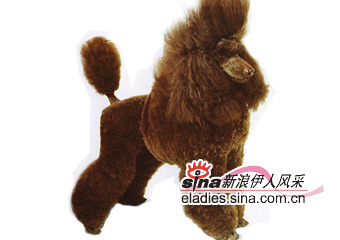 贵妇犬(POODLES)