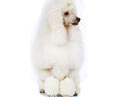 Ȯ
