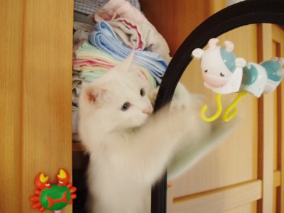 猫咪家庭之小咪衣柜