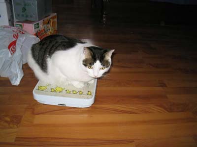 大胖猫豆豆量体重篇(组图)
