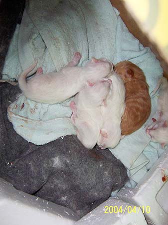 刚出生的小小猫们.