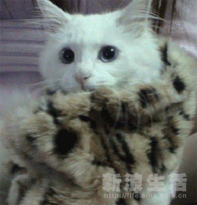 【美女咪咪】