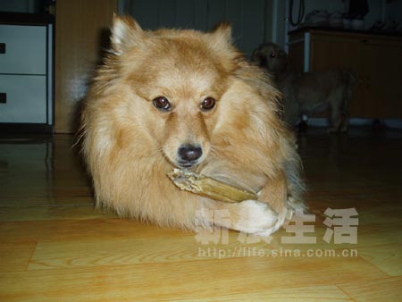 狐狸犬美美产后发福(组图)