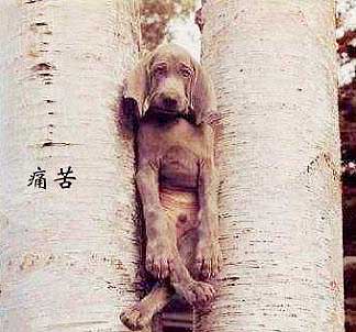 世界最拽的_世上最拽的狗狗