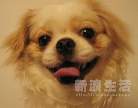 京吧蝴蝶犬刘毛毛(组图)