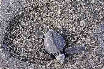 爪哇岛刚孵化的小绿龟(图)