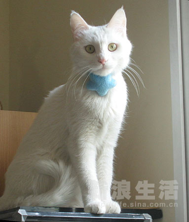 http://image2.sina.com.cn/bj/art/2004-09-02/U198P52T4D53398F160DT20040902103048.jpg