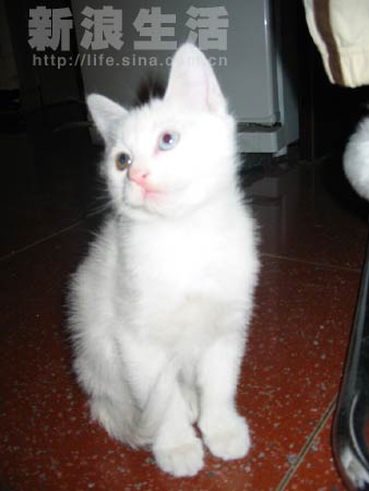 活泼的小白猫寻领养(图)