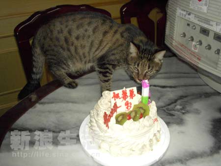 表情生日周岁表情(弟弟)祝贺动画大全组图猫咪图片