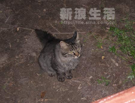 组图:黑狸猫等待领养