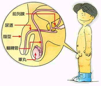 男人私处的清洁策略(图)