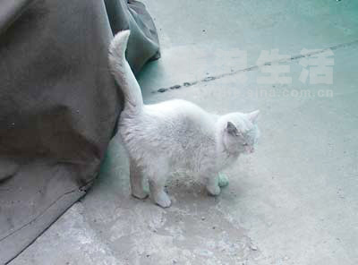 组图:我是个孤儿小白猫
