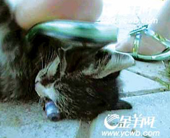 高跟鞋踩碎猫脑袋 网友悬红追查虐猫凶手(组图