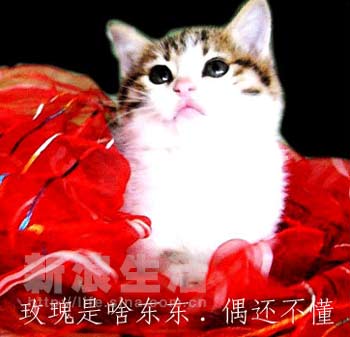 ͼƬһҳ