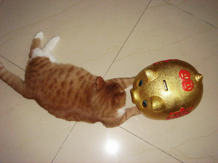 ͼƬһҳ