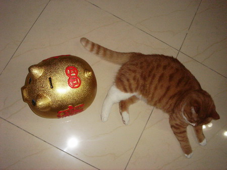 ͼƬһҳ
