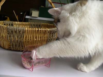 点击图片进入下一页