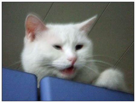 ͼƬһҳ
