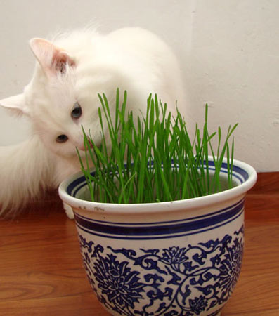 组图:爱吃草的可爱小帅猫(2)