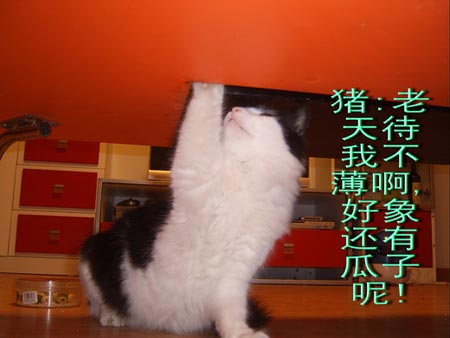 ͼƬһҳ