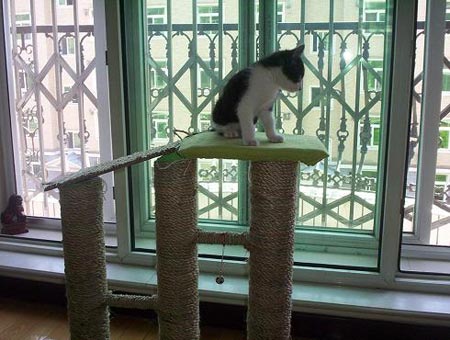 组图:自己动手DIY猫爬架(6)